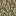 Infected Log