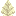Shield Fern