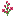 Hollyhock