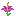 Primrose