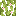 Flowering Poplar Leaves