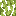 Poplar Leaves