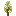 Poplar Sapling