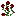 Blood Rose Bush