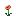 Salmon Poppy