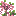 Salmon Wisteria Shrub