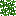 Verdant Ginkgo Leaves