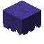 Куст индиговой жакаранды