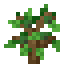 Avocado Fruit Sapling