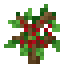 Cherry Fruit Sapling