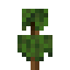 Cinnamon Sapling