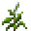 Basil