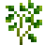 Cilantro