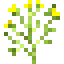 Dill