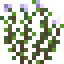 Oregano