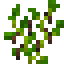 Peppercorns