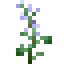 Sage