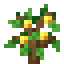 Lemon Fruit Sapling