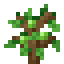 Lime Sapling