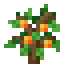 Orange Fruit Sapling