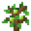 Pear Fruit Sapling