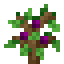 Plum Fruit Sapling