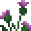 Thistle