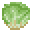 Lettuce