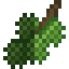 Chestnut Fruit