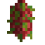 Dragonfruit Fruit