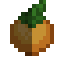 Persimmon Fruit