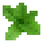 Basil