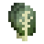 Collard