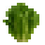 Romain Lettuce