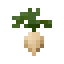 Sugar Beet