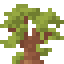 Baobab Shrub