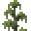 Cypress Shrub