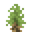 Joshua Shrub