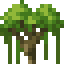Kapok Shrub