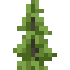 Larch Shrub