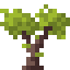 Magnolia Sapling
