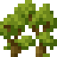 Maple Shrub