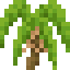Palm Shrub