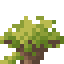 Socotra Shrub