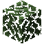 Avocado Leaves